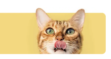 Zoohit The Ultimate Online Shopping Store for Pet Lovers
